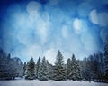 Mountain forest in wintertime Royalty Free Stock Photo