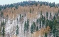 Mountain forest with yellow and green trees, winter time with snow Royalty Free Stock Photo