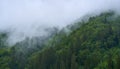 Mountain forests in the mist Royalty Free Stock Photo