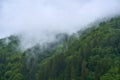 Mountain forests in the mist Royalty Free Stock Photo