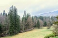 Mountain forests with yellow and green trees, spring time Royalty Free Stock Photo