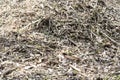 Mountain of fresh sawdust from a tree