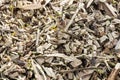 Mountain of fresh sawdust from a tree