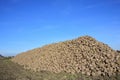 A mountain of freshly harvested sugar beets lies in the field by the roadside in front of a small village Royalty Free Stock Photo