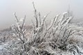 Mountain frosty landscape of the Bieszczady