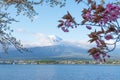 Mountain fuji and clouds and Cherry Blossom sakura at lake kawaguchi at yamanachi in Japan