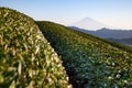 Mountain Fuji and Green tea fields Royalty Free Stock Photo