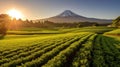 Mountain Fuji. Green tea plantation near Mount Fuji, Shizuoka Prefecture,Japan. Generetive Ai Royalty Free Stock Photo