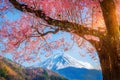 Mountain Fuji Kawaguchi Lake Sakura cherry blossom Japan spring season Royalty Free Stock Photo