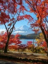 Mountain fuji with red maple in Autumn, Kawaguchiko Lake, Japan Royalty Free Stock Photo