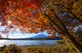 Mountain fuji with red maple in Autumn season, Kawaguchiko Lake, Japan Royalty Free Stock Photo