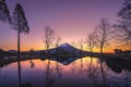 Mountain Fuji with red maple leaves or fall foliage in colorful autumn season near Fujikawaguchiko, Yamanashi. Five lakes. Trees Royalty Free Stock Photo