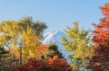 Mountain Fuji with red maple leaves or fall foliage in colorful autumn season near Fujikawaguchiko, Yamanashi. Five lakes. Trees Royalty Free Stock Photo