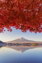 Mountain Fuji with red maple leaves or fall foliage in colorful autumn season near Fujikawaguchiko, Yamanashi. Five lakes. Trees Royalty Free Stock Photo