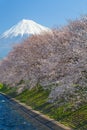 Mountain Fuji and sakura cherry blossom Royalty Free Stock Photo