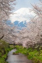 Mountain Fuji and sakura cherry blossom Royalty Free Stock Photo