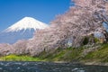 Mountain Fuji and sakura cherry blossom Royalty Free Stock Photo