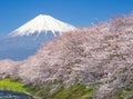 Mountain Fuji and sakura cherry blossom Royalty Free Stock Photo