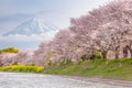 Mountain Fuji and sakura cherry blossom Royalty Free Stock Photo