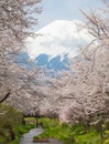 Mountain Fuji and sakura cherry blossom in Japan spring season Royalty Free Stock Photo