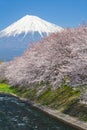 Mountain Fuji and sakura cherry blossom in Japan spring season Royalty Free Stock Photo