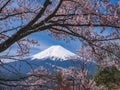 Mountain Fuji Sakura cherry blossom Japan spring season Royalty Free Stock Photo