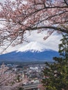 Mountain Fuji Sakura tree cherry blossom city view Japan spring season