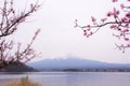 Mountain Fujiyama, a remarkable land mark of Japan in a cloudy day with cherry blossom or Sakura in the frame. The picture of