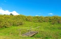 The mountain is full of tree marigold. On a bright sky. Royalty Free Stock Photo