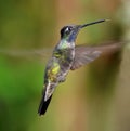 Mountain gem hummingbird flying costa rica
