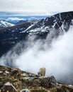 Mountain goat grazing on a 14er Royalty Free Stock Photo