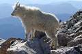 Mountain Goat