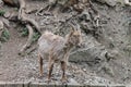 Mountain goat and the roots are background