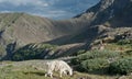 Mountain Goat Royalty Free Stock Photo