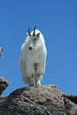 Mountain Goat Against a Clear Blue Sky Royalty Free Stock Photo
