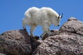 Mountain Goat Against a Clear Blue Sky Royalty Free Stock Photo