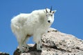 Mountain Goat Against a Clear Blue Sky Royalty Free Stock Photo