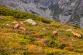 Mountain goat alias Rupicapra Rupicapra Tatrica in High Tatras, Slovakia