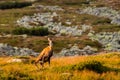 Mountain goat alias Rupicapra Rupicapra Tatrica in High Tatras, Slovakia