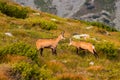 Mountain goat alias Rupicapra Rupicapra Tatrica in High Tatras, Slovakia. On the way to very famous peak Krivan with height 2494 m