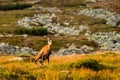 Mountain goat alias Rupicapra Rupicapra Tatrica in High Tatras, Slovakia