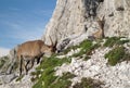 Mountain goat - Alpine Ibex Royalty Free Stock Photo