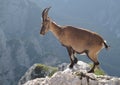 Mountain goat - Alpine Ibex Royalty Free Stock Photo