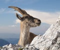 Mountain goat - Alpine Ibex Royalty Free Stock Photo