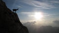 Mountain goat - Alpine Ibex Royalty Free Stock Photo