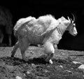 Mountain Goat Also Known As The Rocky Mountain Goat,