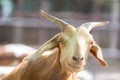 A mountain goat - Animal portrait Royalty Free Stock Photo