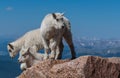 Mountain Goat Babies Scaling Rocks