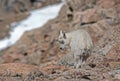 Mountain Goat baby stands asleep on Mt. Evans.