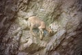 Mountain goat background. Royalty Free Stock Photo